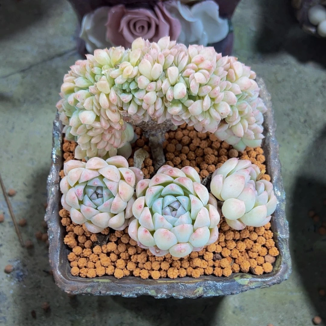 摩**@奶油美人缀化一颗发货