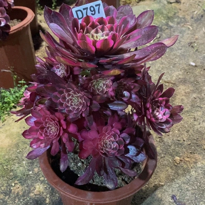 白月光多肉植物797