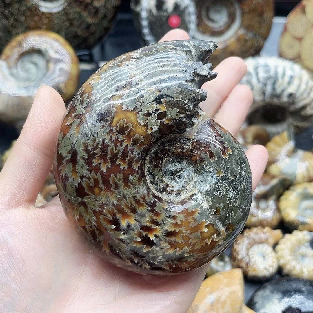 木质类玉化雕嘴螺