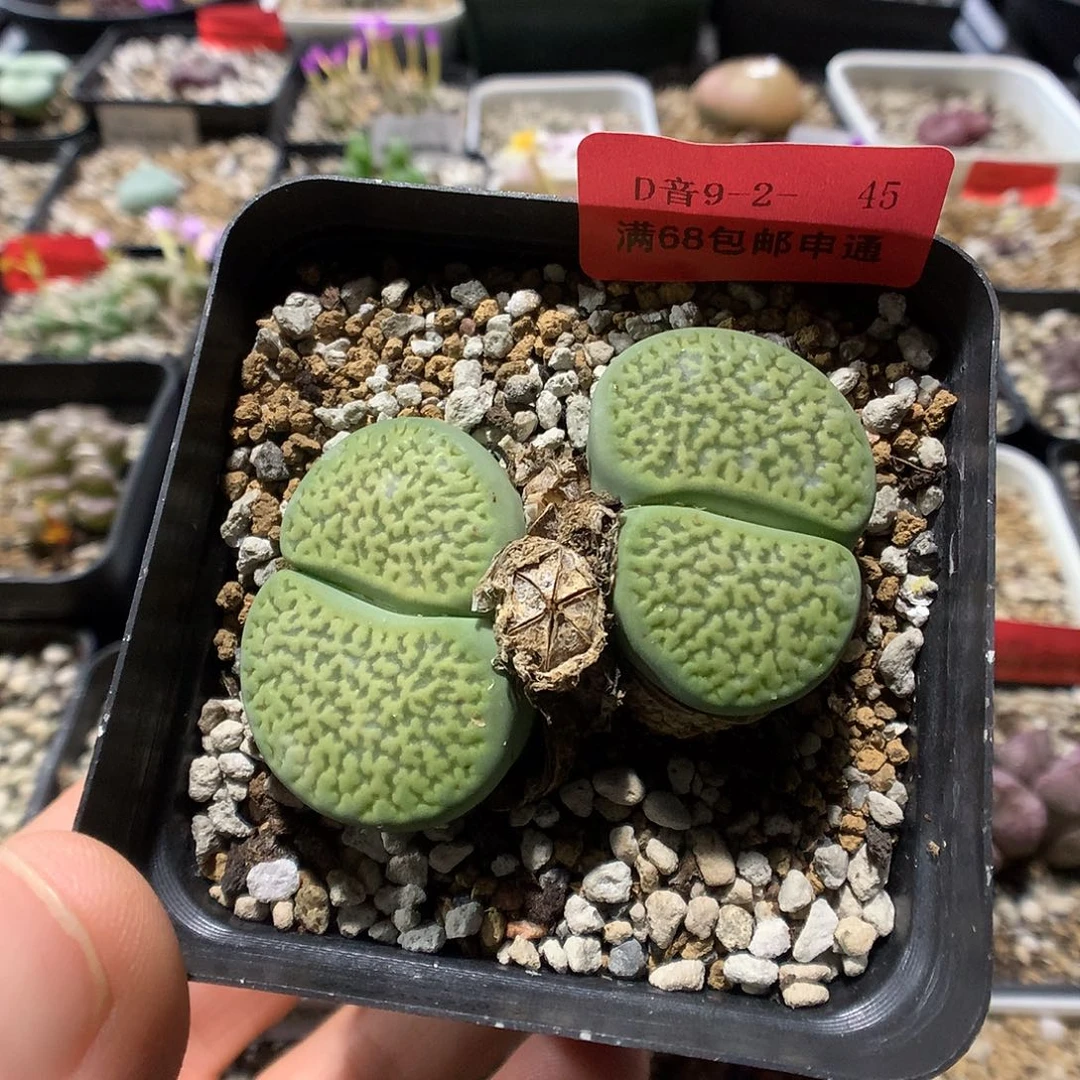 9-2-45    母本绿富贵