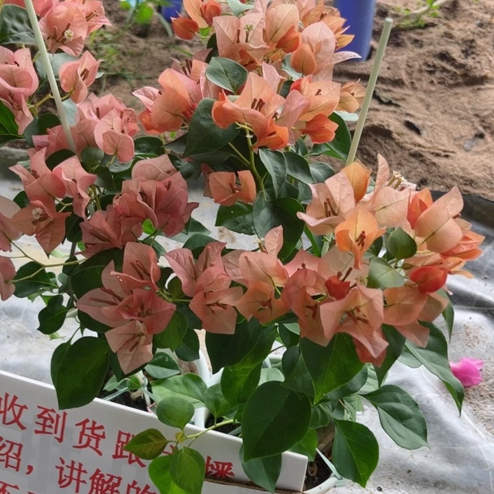 完全开放三角梅暗斑橙日落