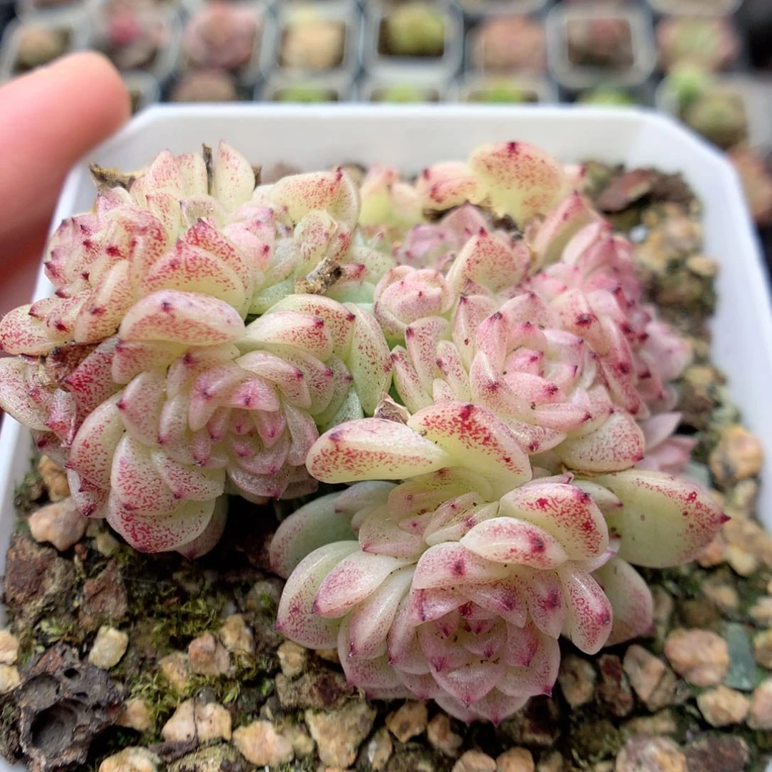 C5定繁编号麦杆T1