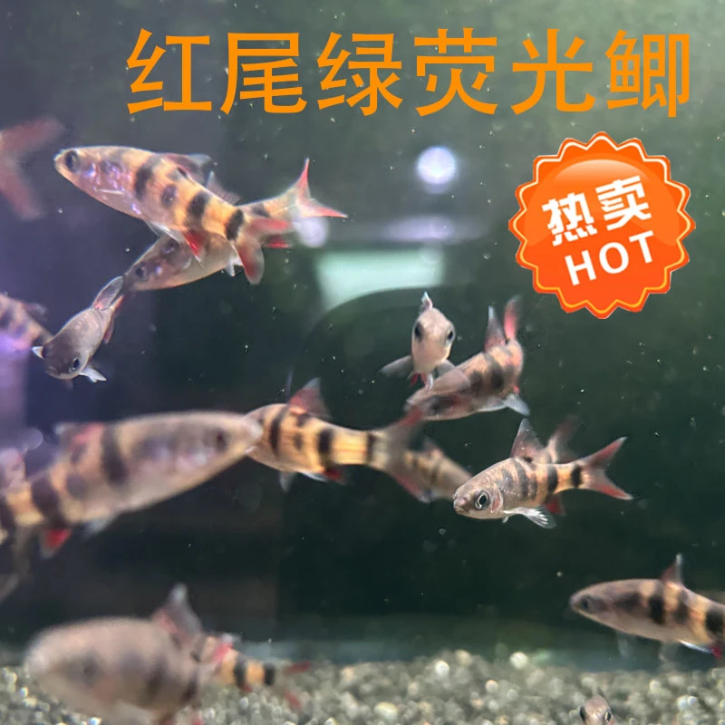 红尾绿荧光鲫广温鱼原生鱼