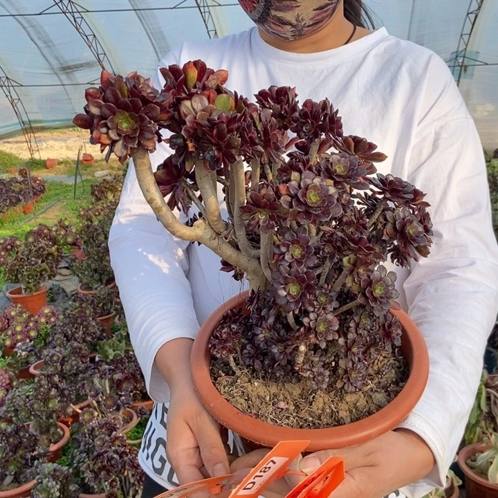 财*到165黑法师朵朵缀化老桩