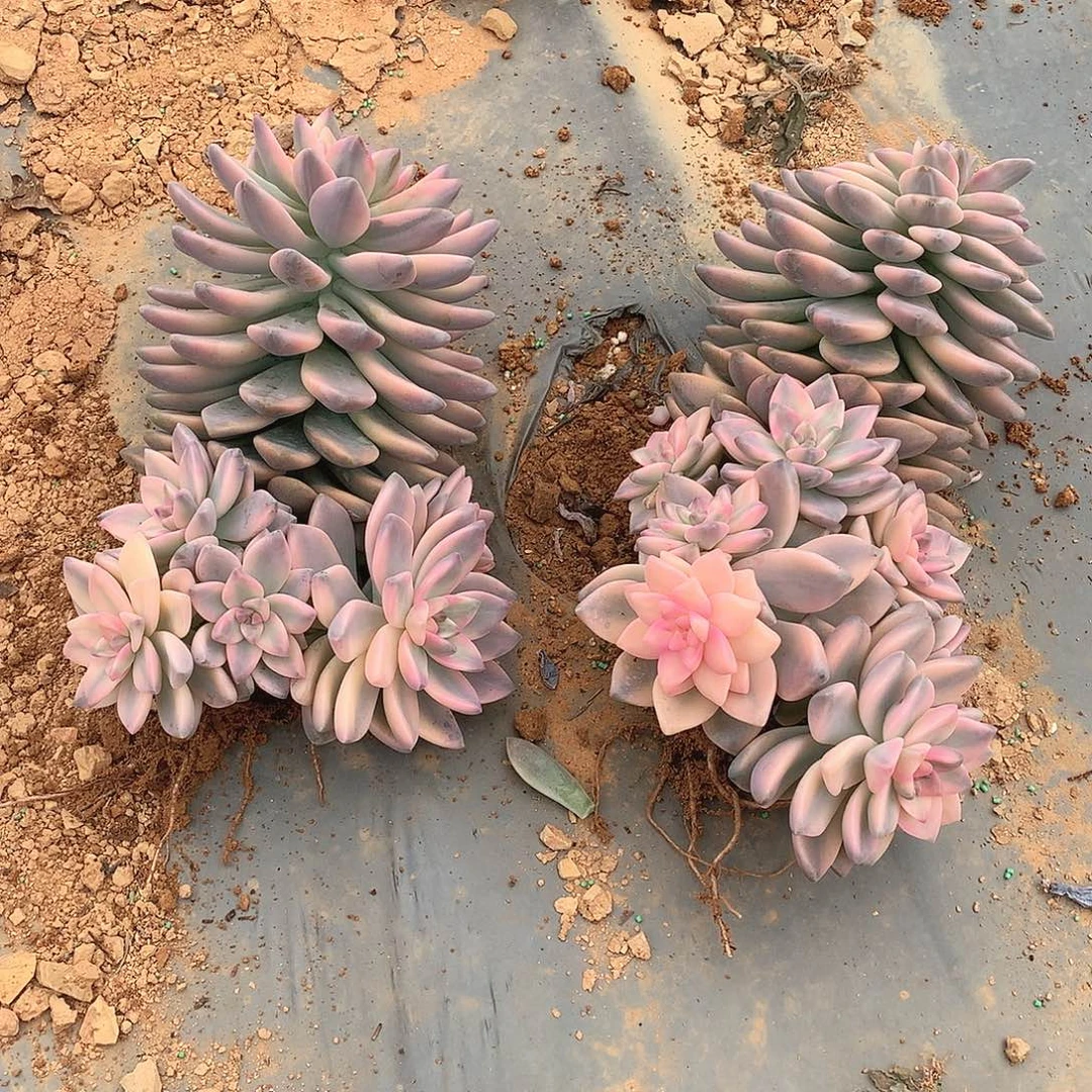 淡雪锦无砍7头起22.8米 一颗