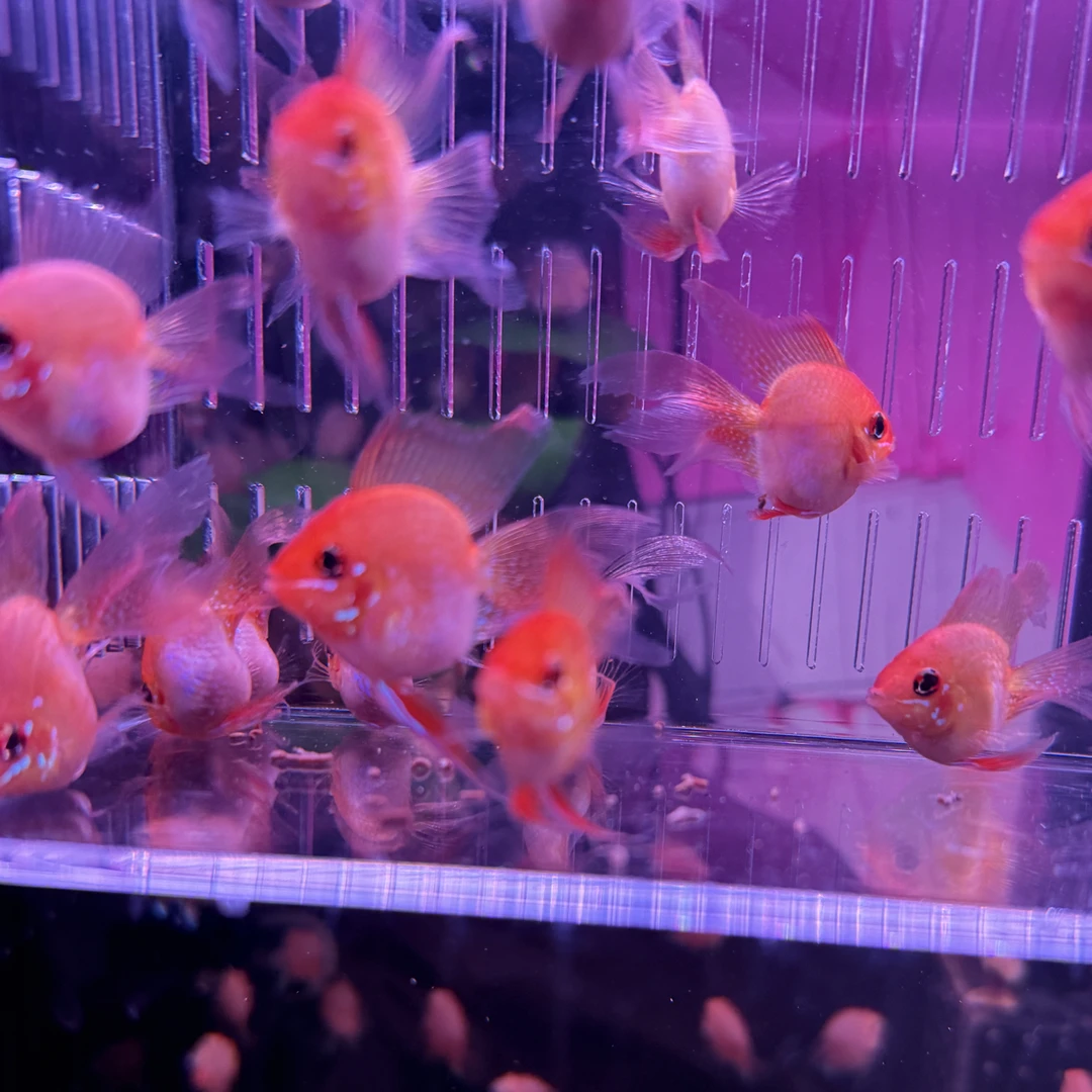 金波子，桃心大长尾种鱼