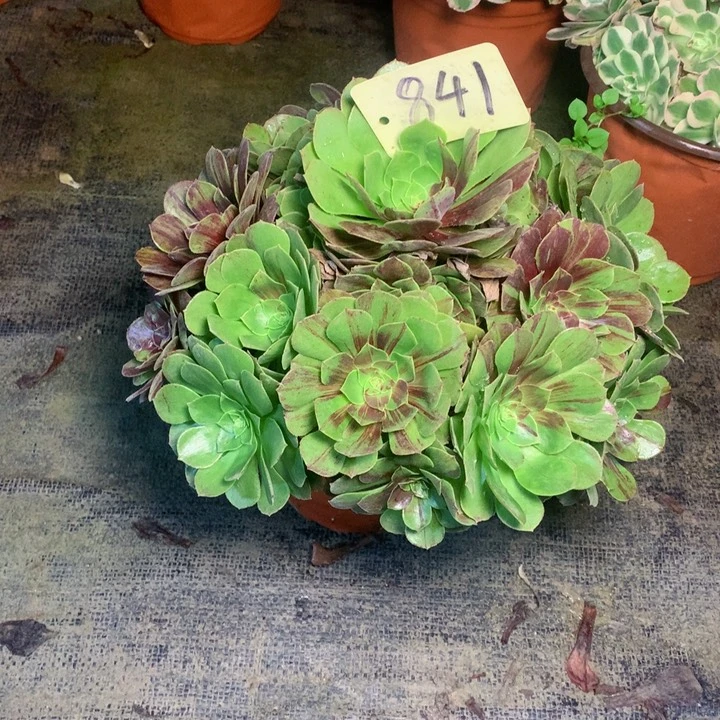 841花月夜多肉一物一拍