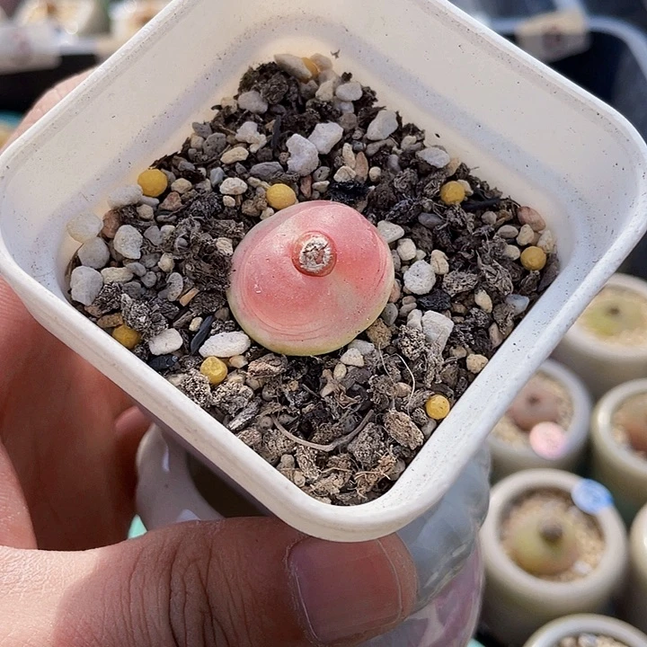 樂*?一物一拍………拉登多肉97