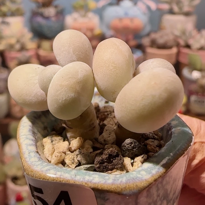 双头小蛋黄奶 盆口2.5cm