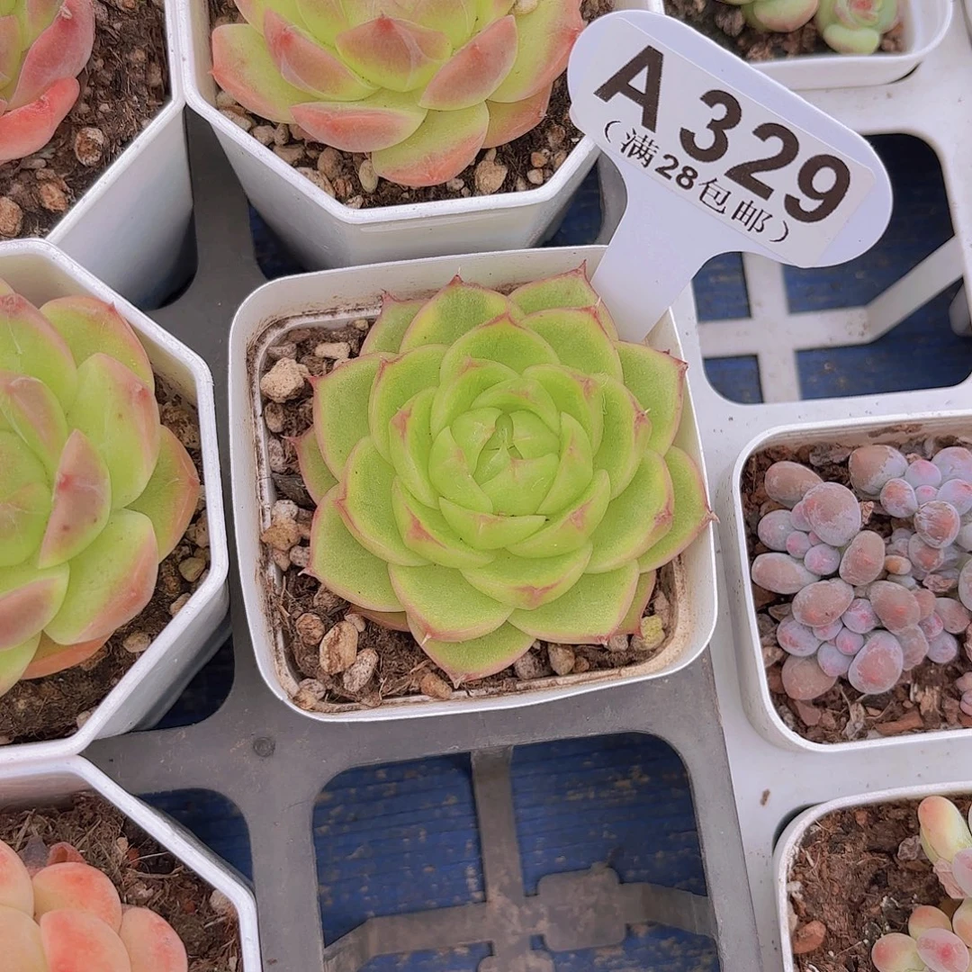 A329珍妮一物一拍