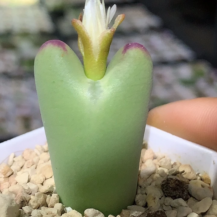 精品多肉植物精品少将杂交