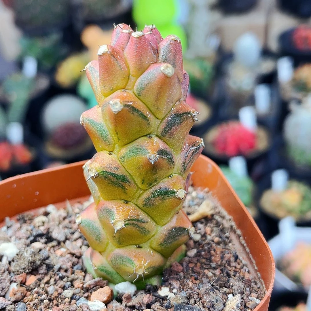 非偏远地区满25包邮仙人球