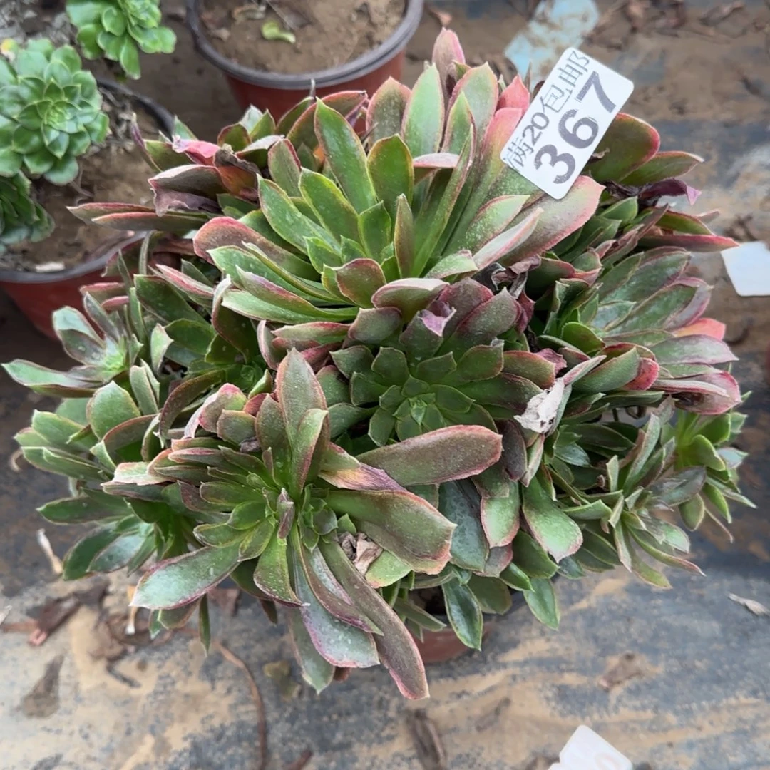 女王367满20包邮断枝不包