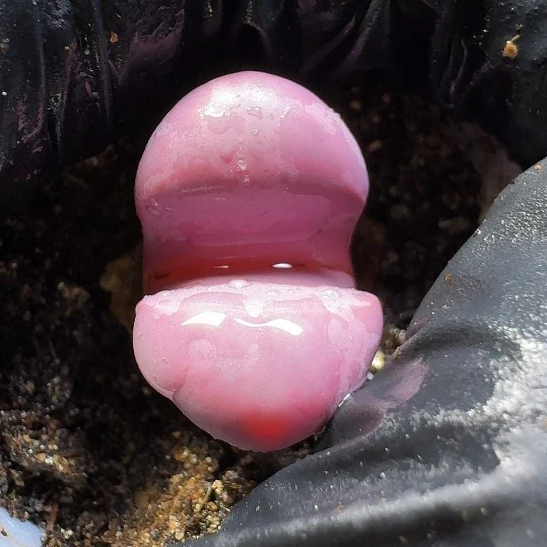 生石花111211。  258