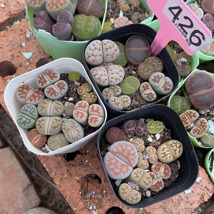 绍***.生石花等植物的生长426