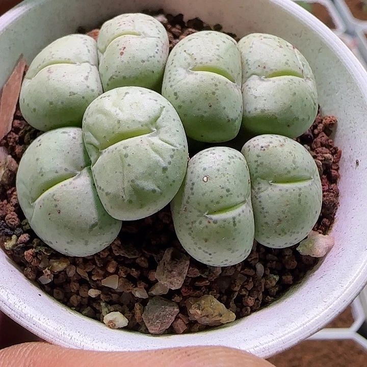 开播福利来啦。  605