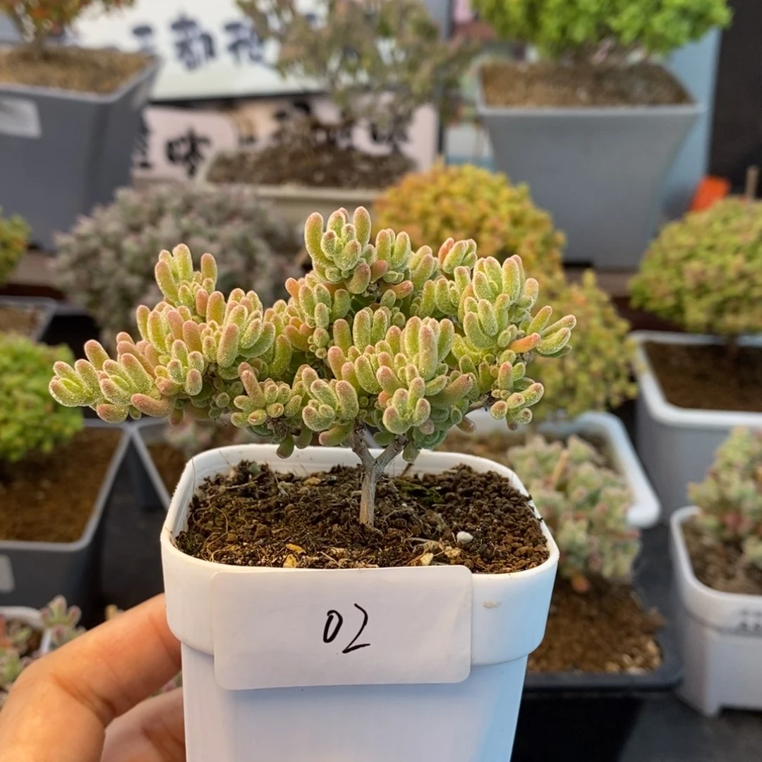 02冰紫枝干番杏多肉