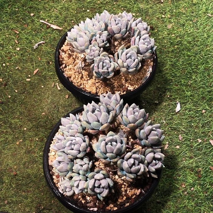 胖美人平头大群多肉植物