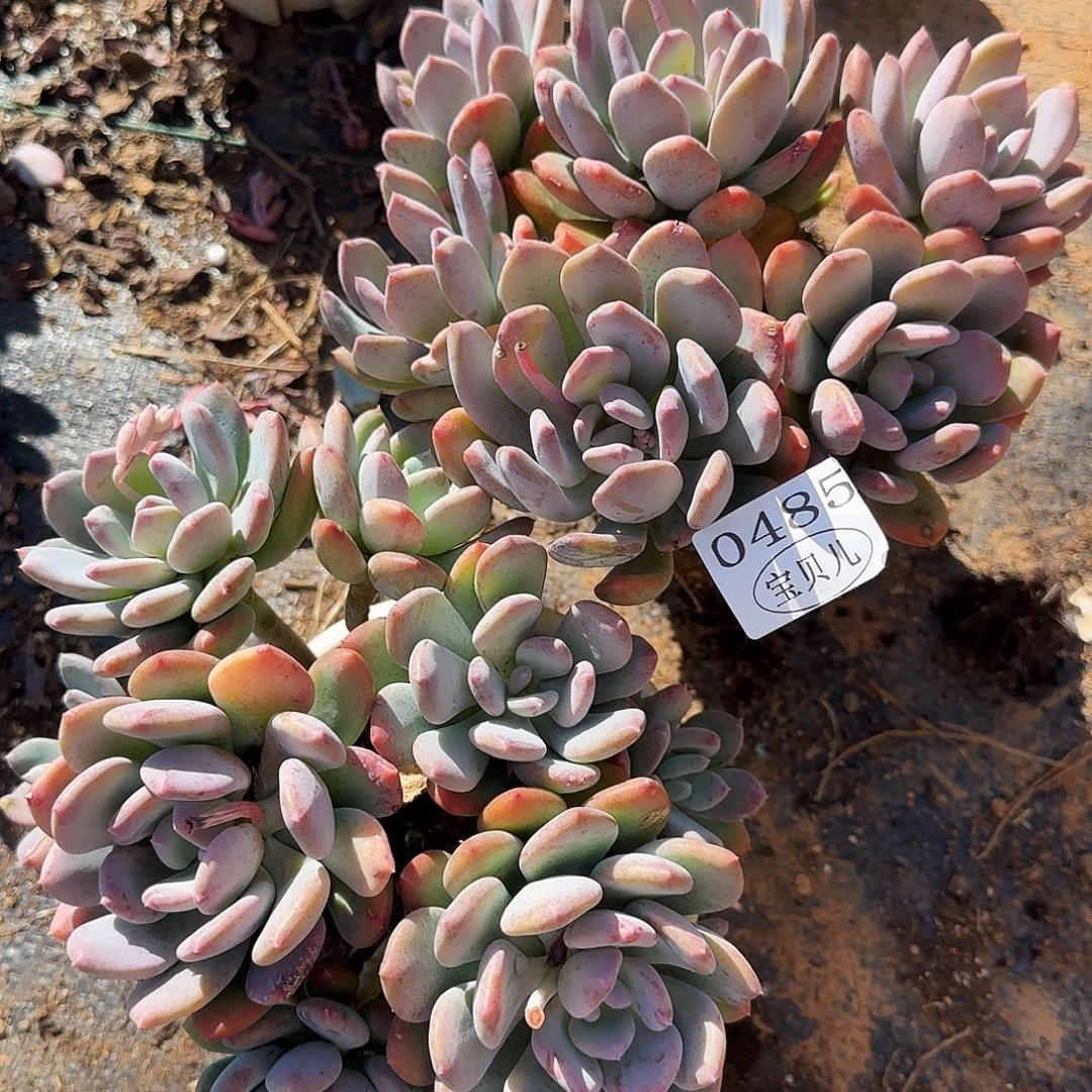 0485号包邮的时候就已经开始