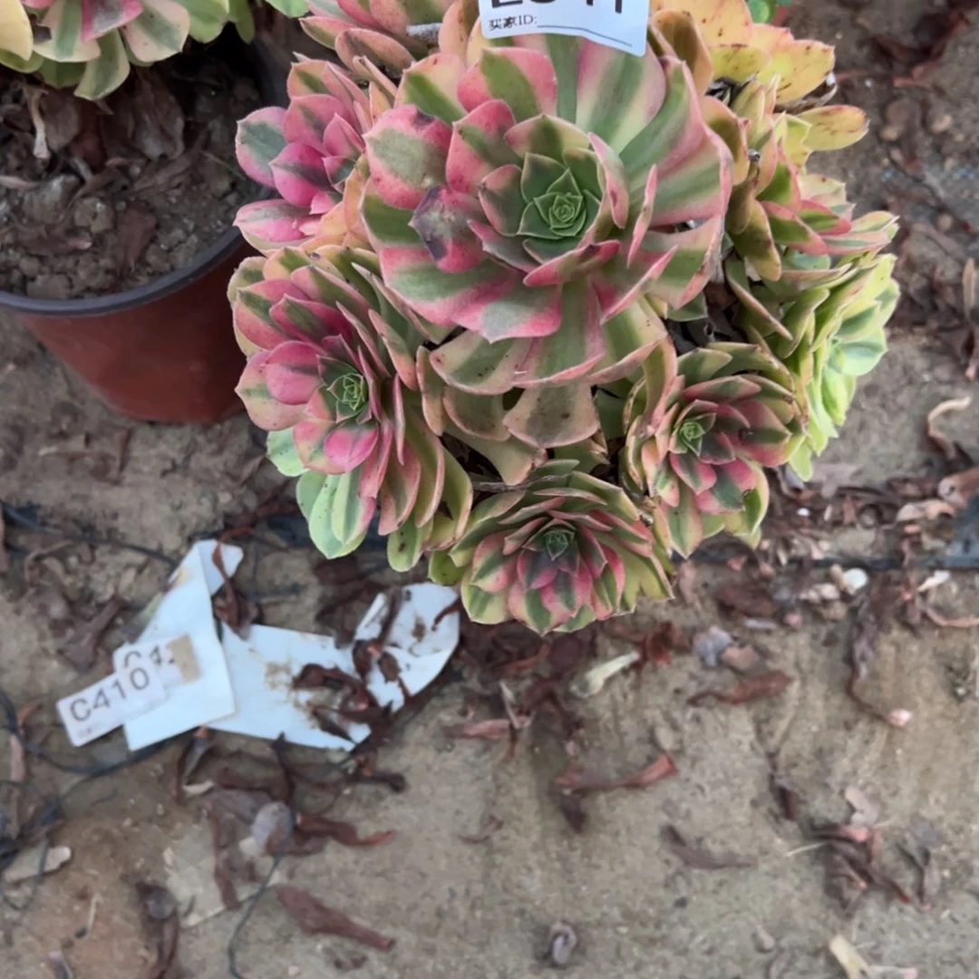 541雨荷多肉植物法师