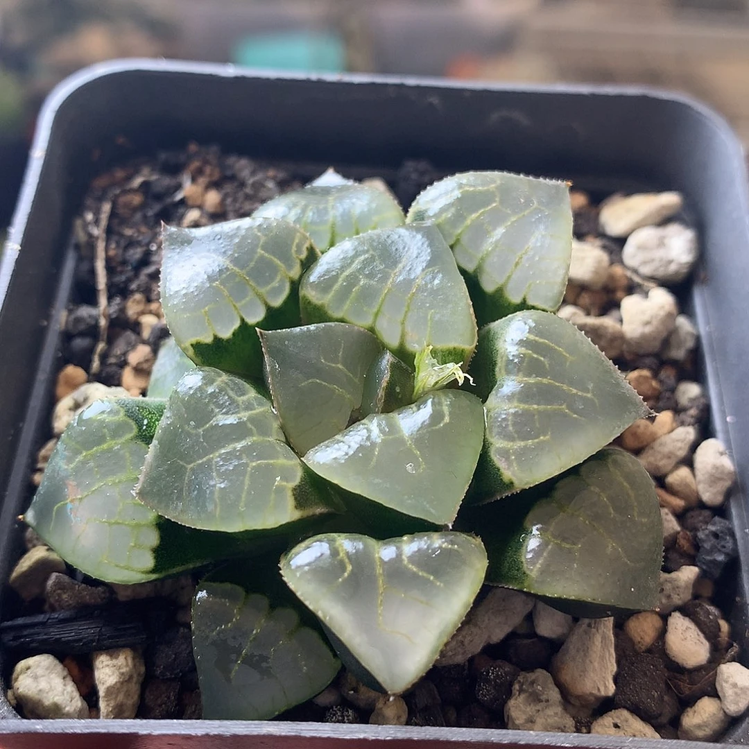 实生克一物一拍带盆