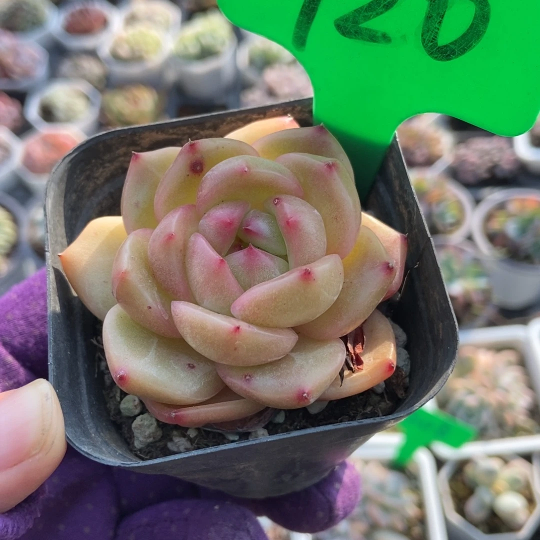 920夏洛特玫瑰多肉植物