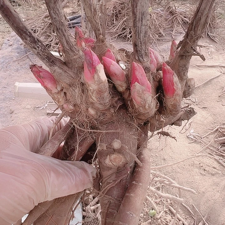 当前无花栽培后可以开花老忠诚