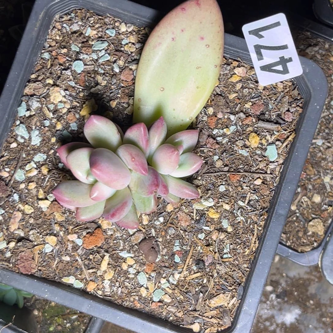 多肉植物赫本鲁斯群471