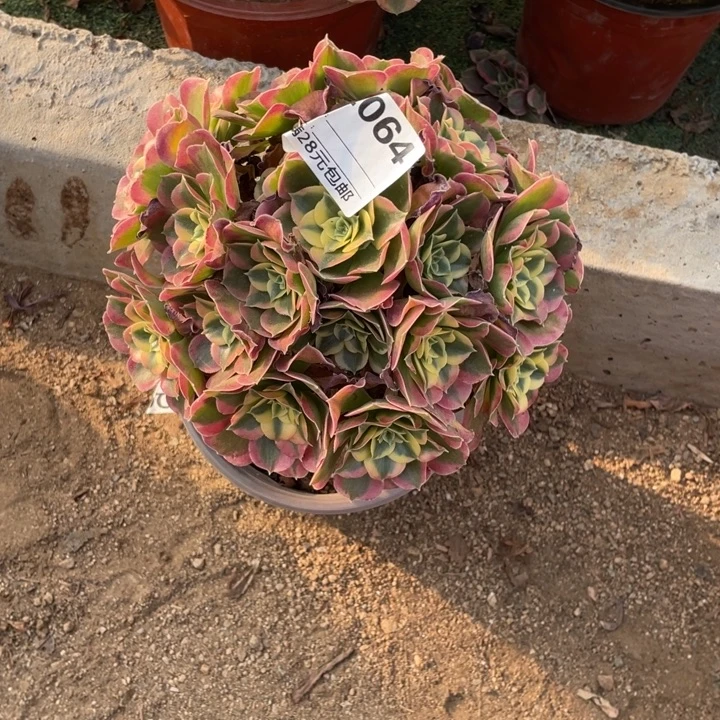 多肉植物丸叶白凤064