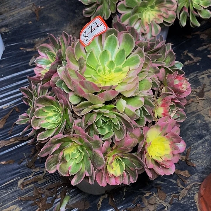 粉体海王老桩捧花822号