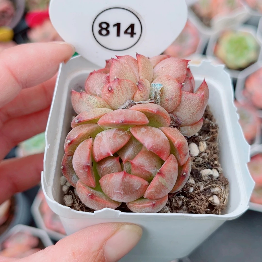 814号小老桩珍妮群