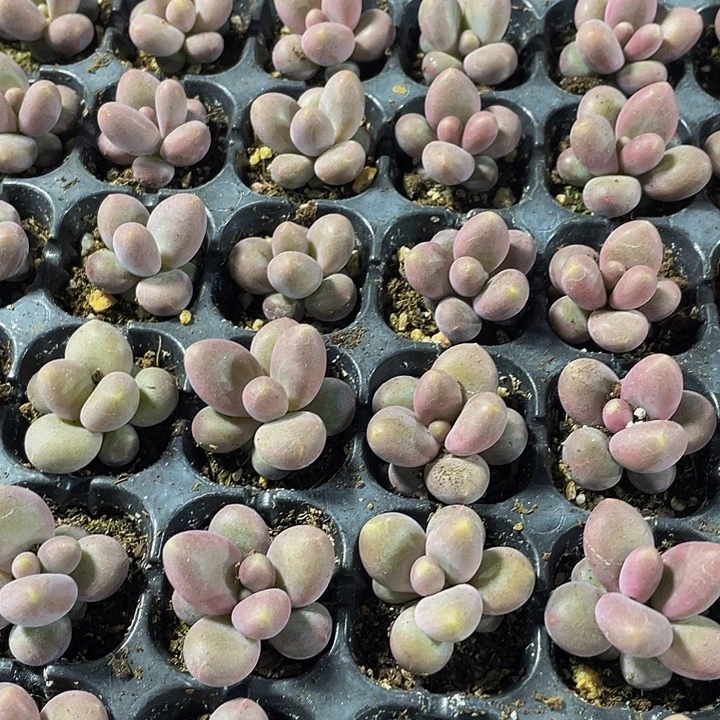 小彩虹奶1元带土发货