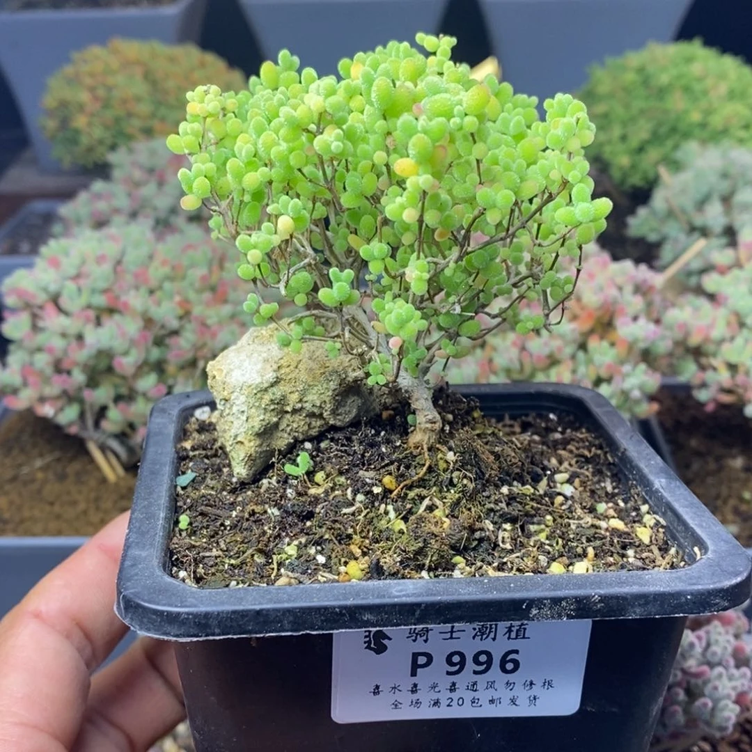 996蜜橘糖球造型桩