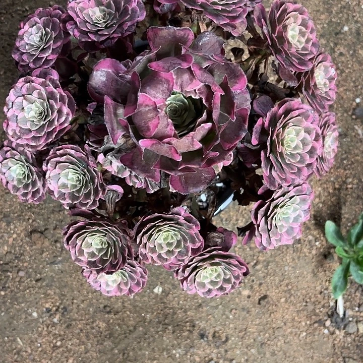 多肉植物霁月锦……