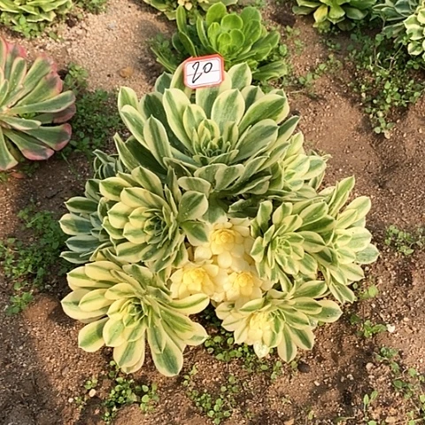 迈巴赫老桩法师20链接