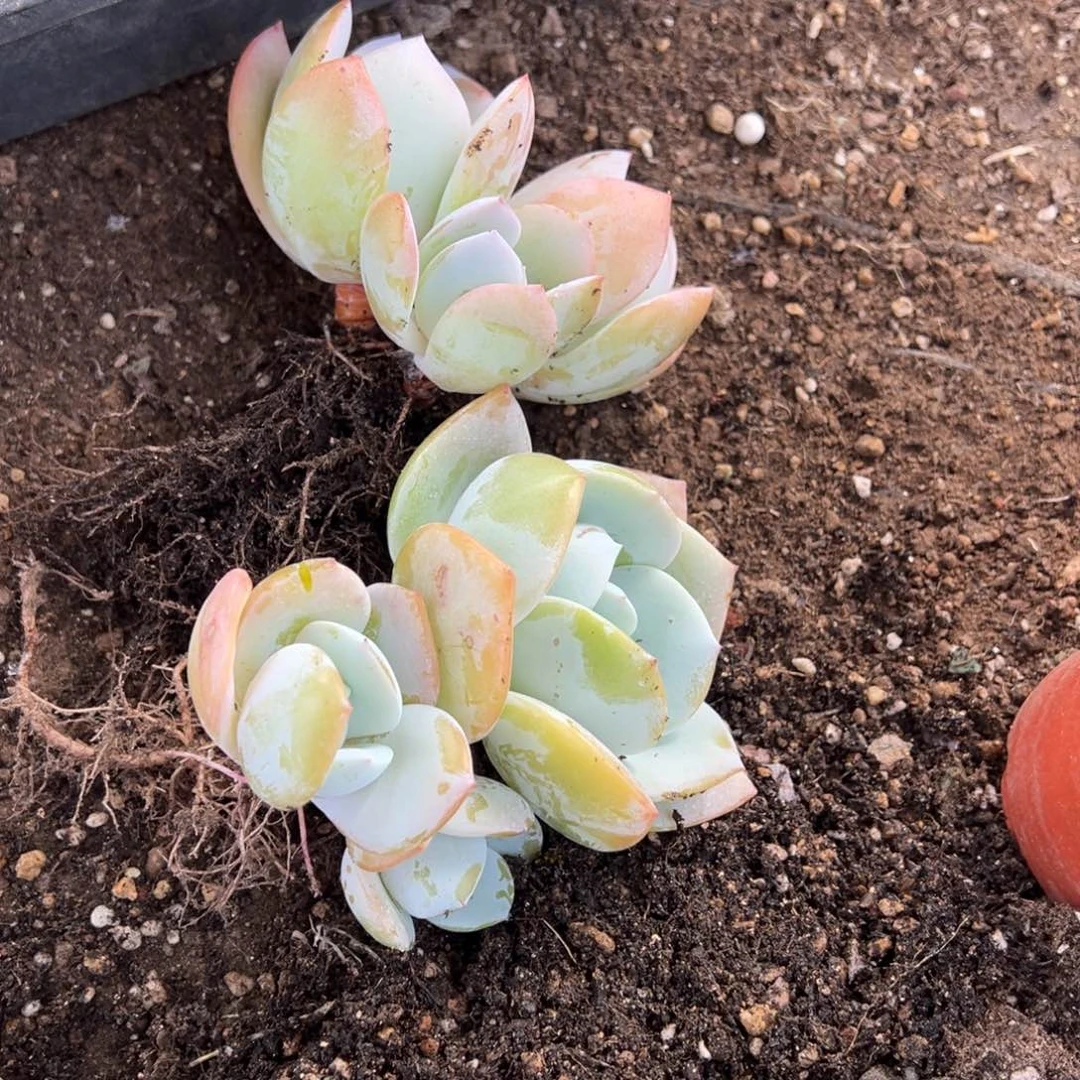 简**生多肉植物，多肉植物