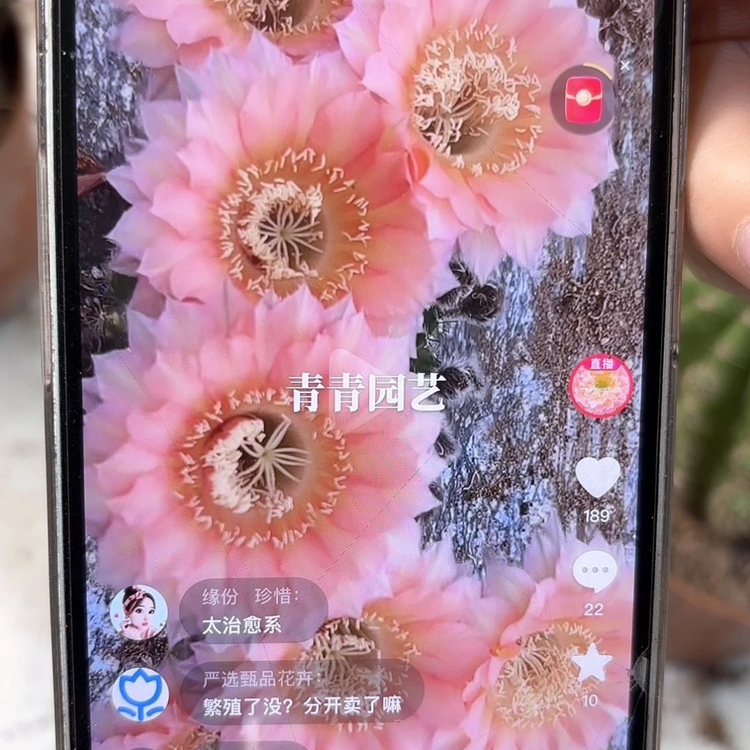 彩草1-7号6-7公分左右