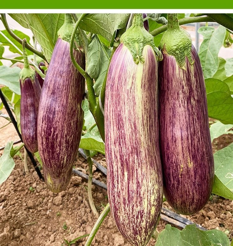 【花长茄种子】竹丝茄子新品种阳台小院菜园种植