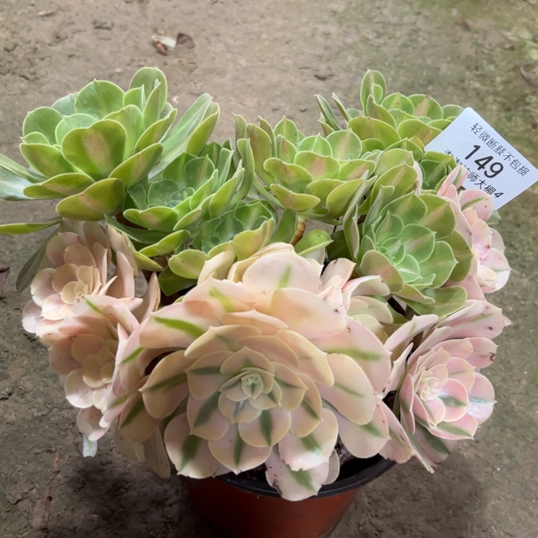 149粉女巫阴阳多肉植物多肉
