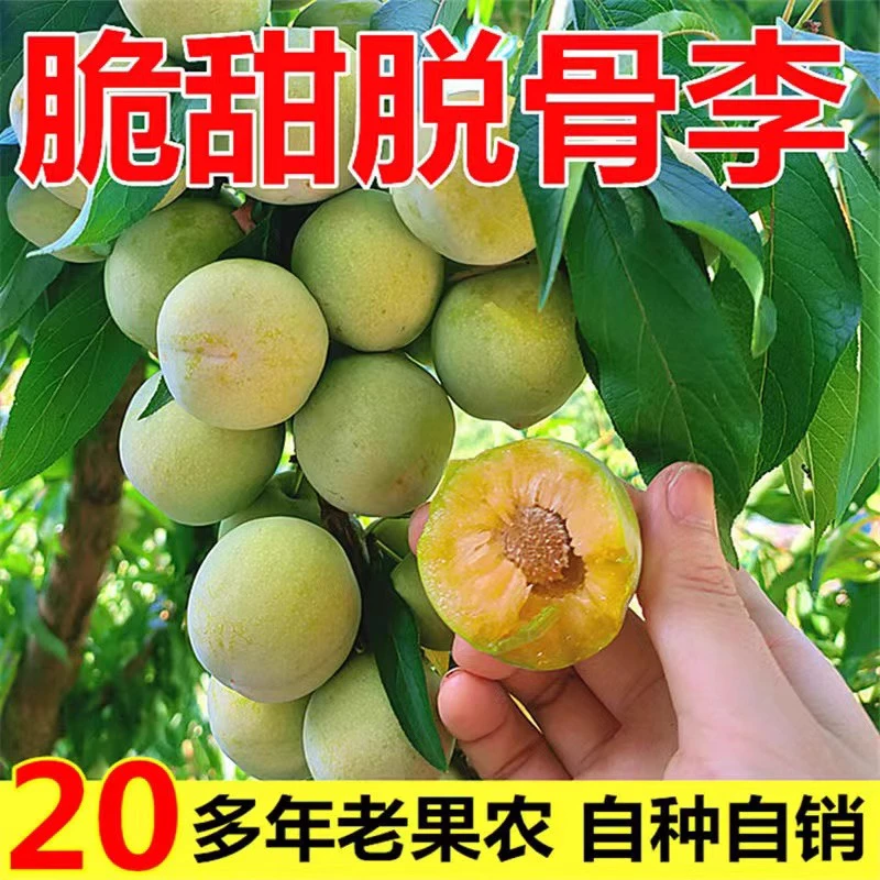 开州本地当季新鲜脱骨青脆李果园现摘酸甜多汁核小肉厚水果