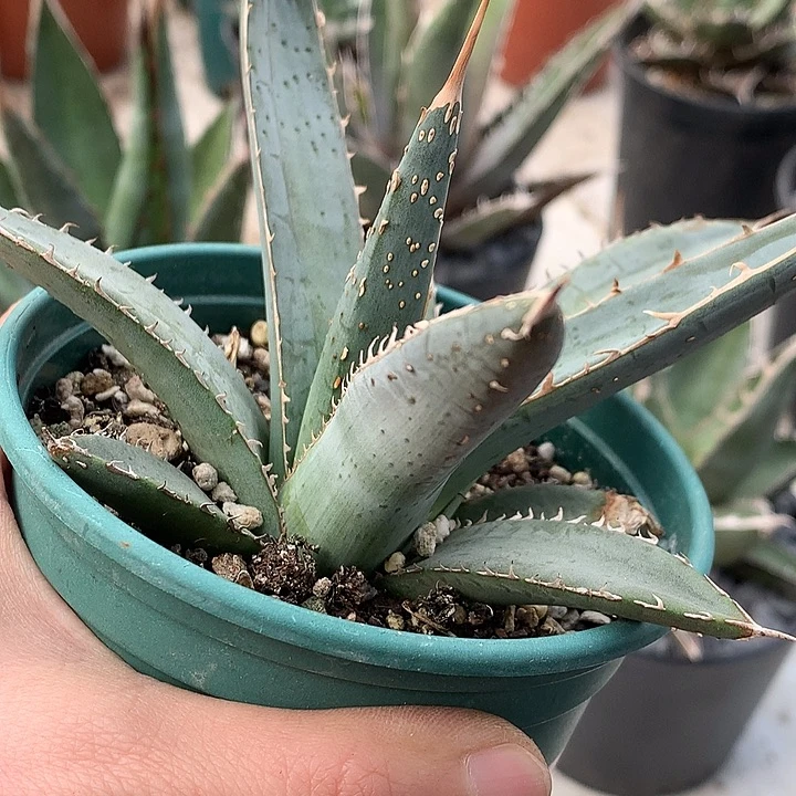 270背刺帝释天6666666666-