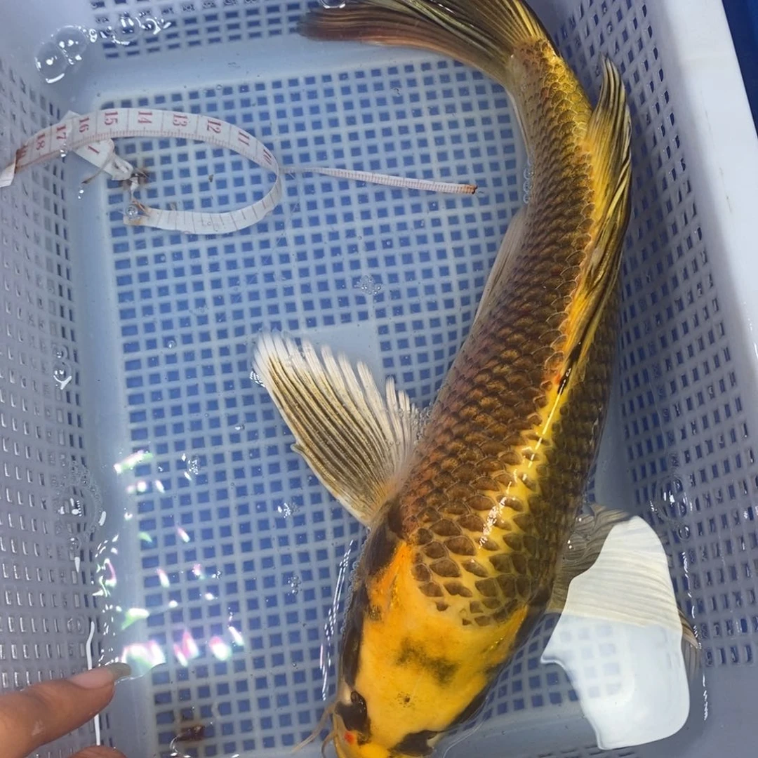 锦鲤冷水锦鲤包邮