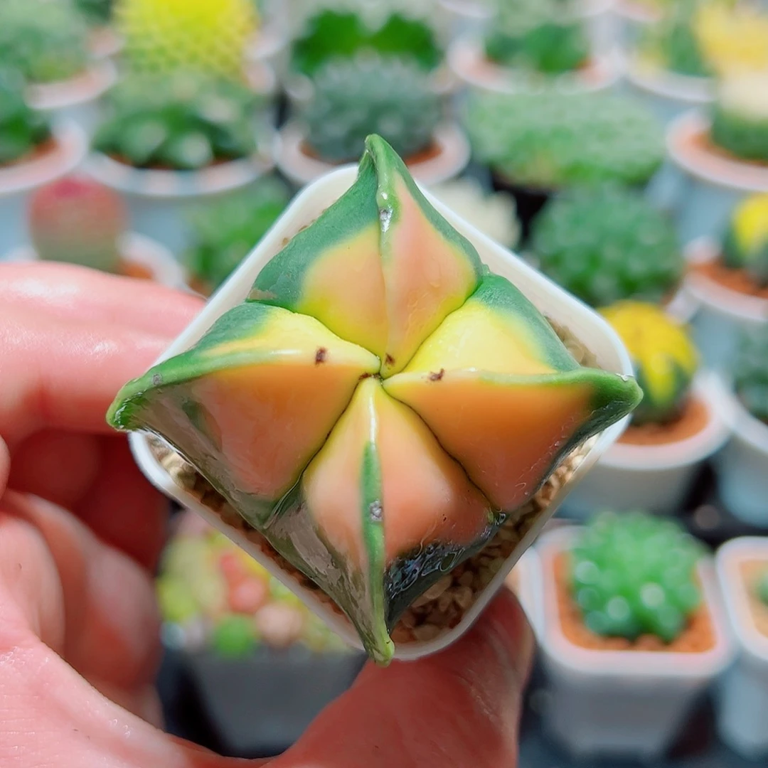 四角鸾凤玉多肉多肉