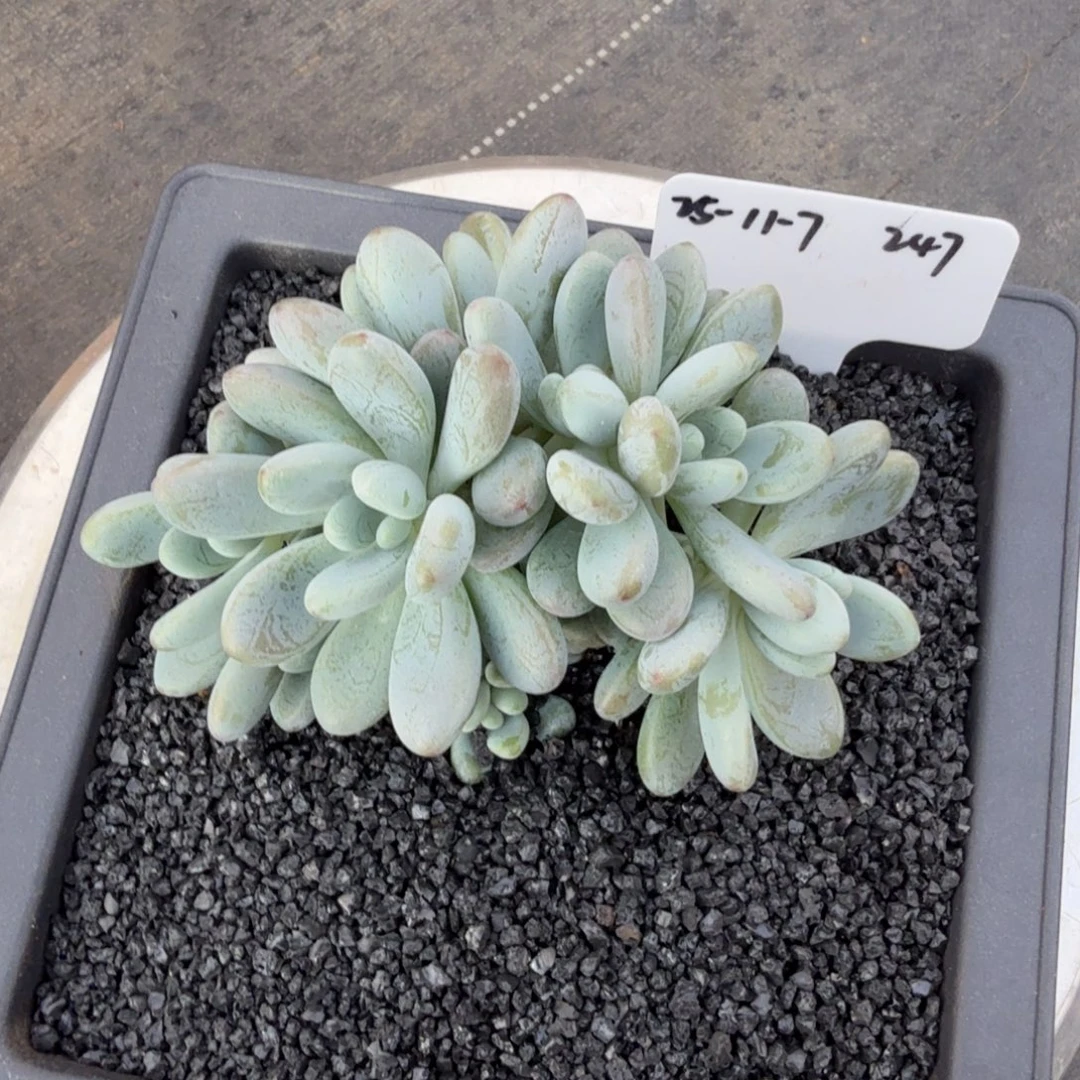 2025-11-7一物一拍海妮娅朵缀247