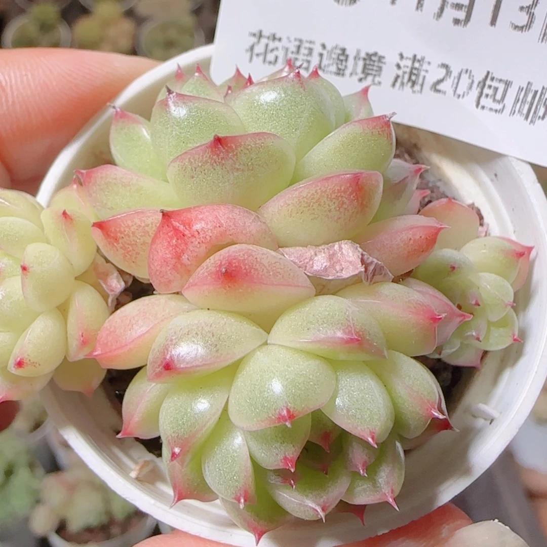 花语逸镜1113-178散