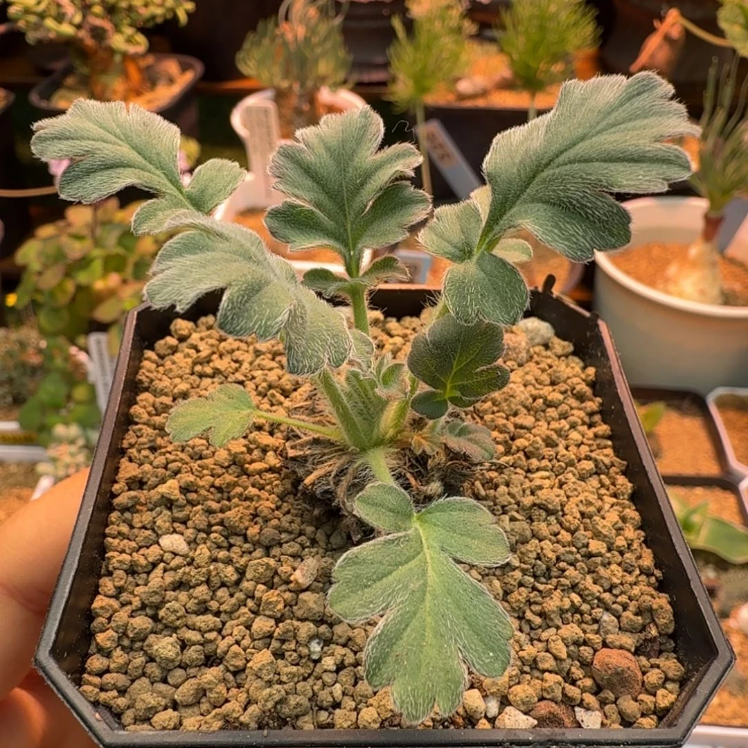 粉白花洋葵568 仙人掌