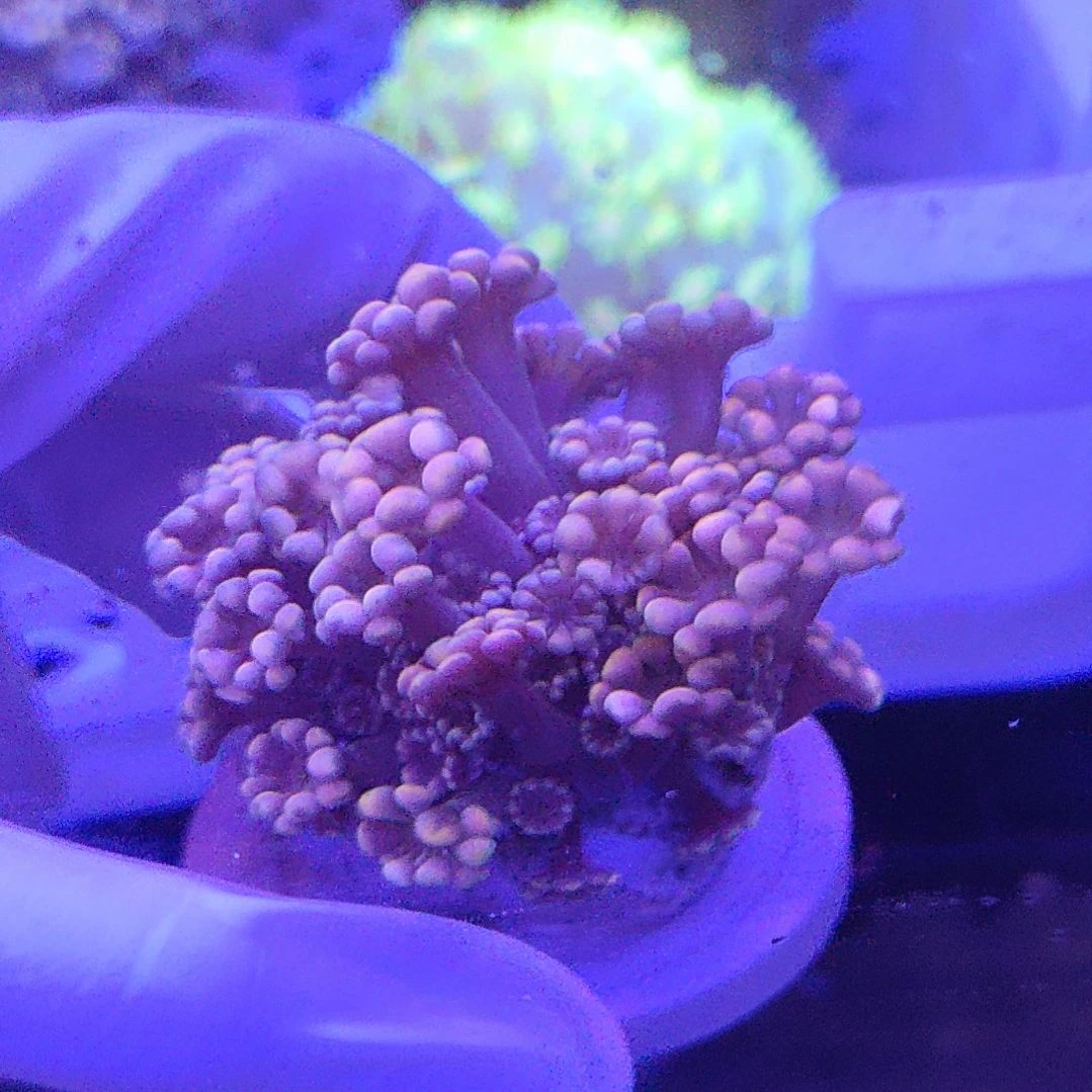 智海海洋 活体不支持退货不包邮