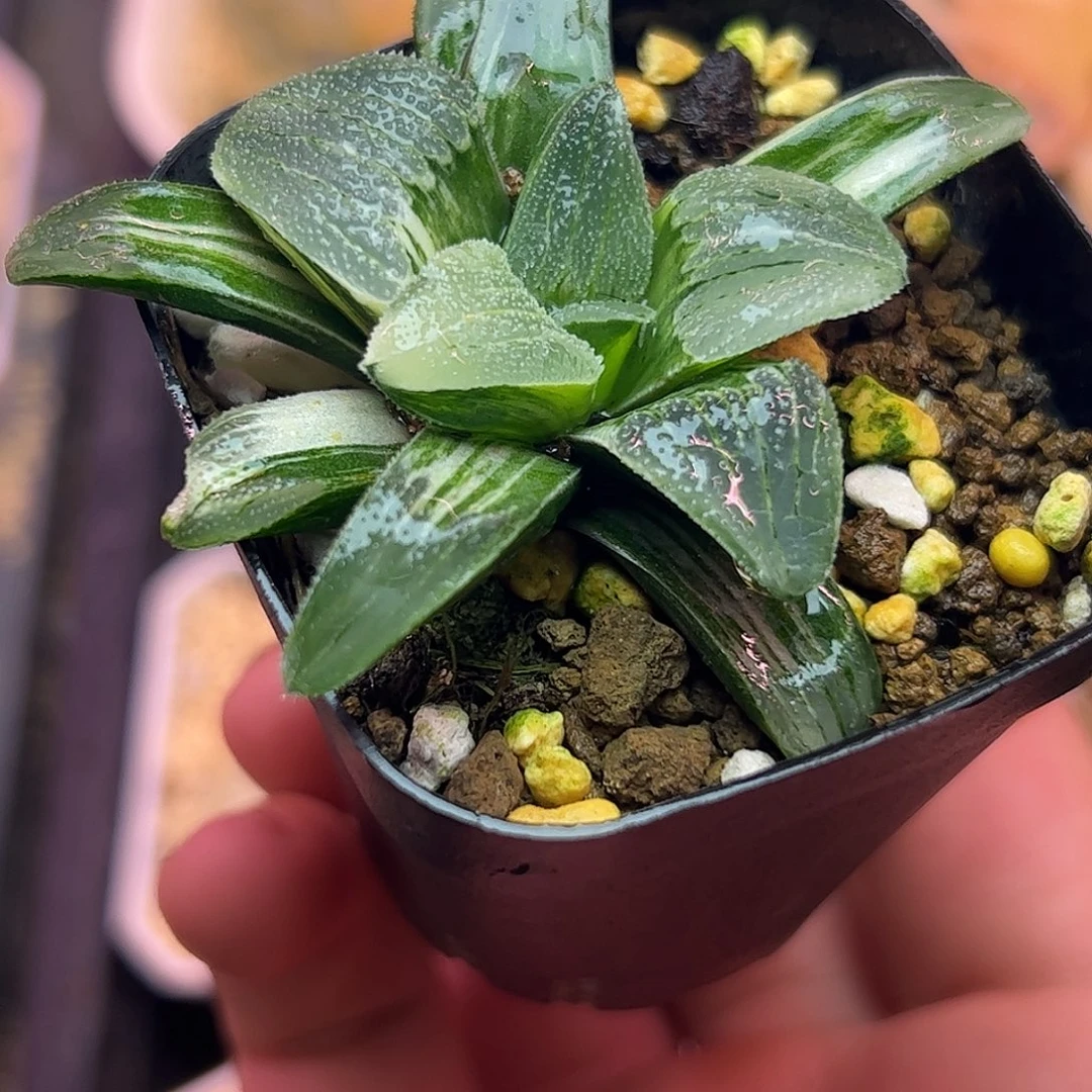 蓝光锦十二卷多肉植物园了