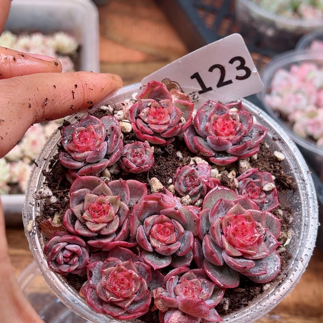 多肉植物多肉植物