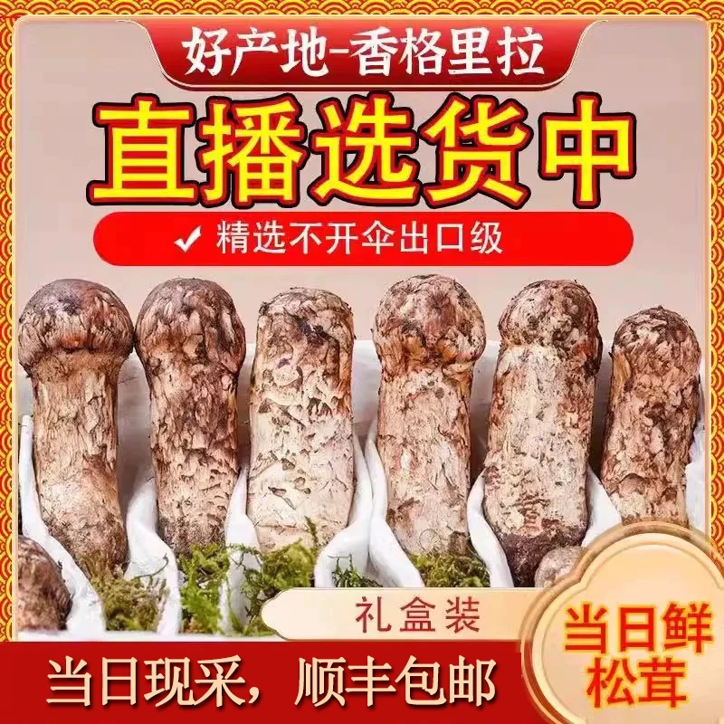 精品云南土特产香格里拉新鲜松茸菌菇精选顺丰包邮